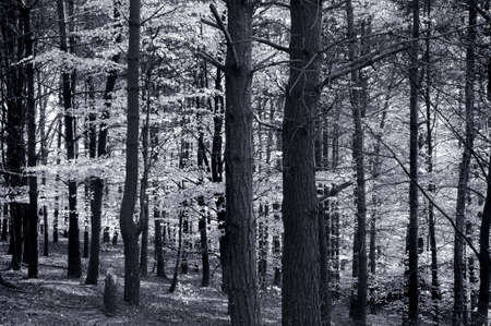 Birch and beech trees in black and white forest sceneの写真素材