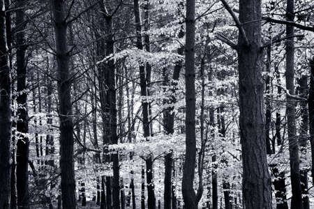 Birch and beech trees in black and white forest sceneの写真素材
