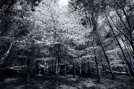 Birch and beech trees in forest sceneの写真素材