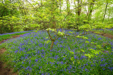 Bluebells in green field. Typical springtime scene in English woodland.の写真素材