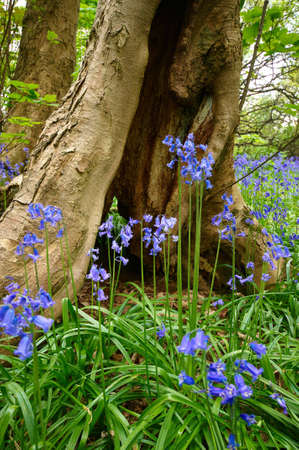 Bluebells in green field. Typical springtime scene in English woodland.の写真素材