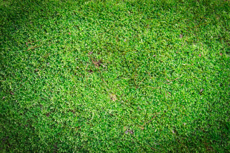 Green moss or algae background on dark corner and soft light の写真素材