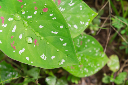Green lotus or corbel background and fresh water drop on soft light の写真素材