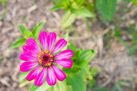Pink zinnia blossom at bottom left. Zinnia in garden on top view.の写真素材