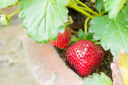 Red strawberry fruit new born in flowerpot with green leaves background for food design.の写真素材