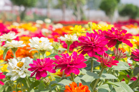Colorful zinnia flower in zinnia garden close up. Beautiful zinnia flower background for designの写真素材