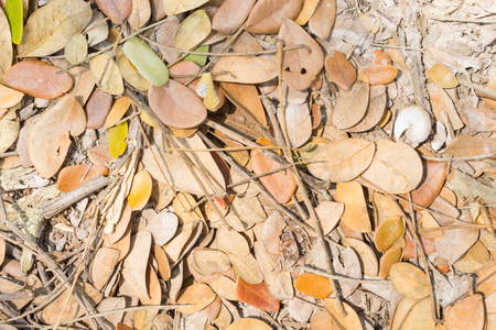 Dried Leaves and Scrap Branch on Ground. Brown dry leaves and green leaves texture backgroundの写真素材