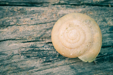 Snail Shell on Old Wood Texture Background. Snail shell Right of Frameの写真素材