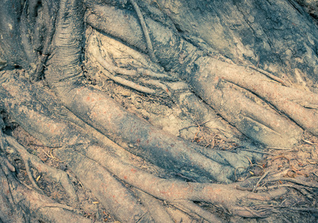 Vintage Old Tree Roots Background with Sun Light. Brown tree roots background for design. Natural Tree roots backdrop with sun lightの写真素材