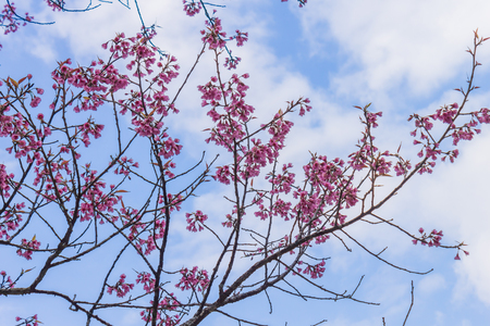 Prunus Cerasoides or Cherry Blossom or Sakura Flower on Blue Sky Background Phi Chi Fa Forest Park. Cherry blossom or sakura flower on mountain at Phu Chi Fa Forest Park Chiang Rai 
northern Thailand travelの写真素材