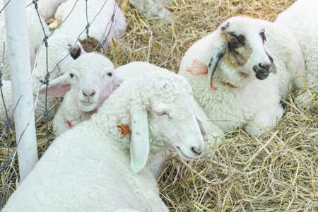 White Sheep Close Eyes and Squat On Straw in Sheepfold or Stall with Natural Light