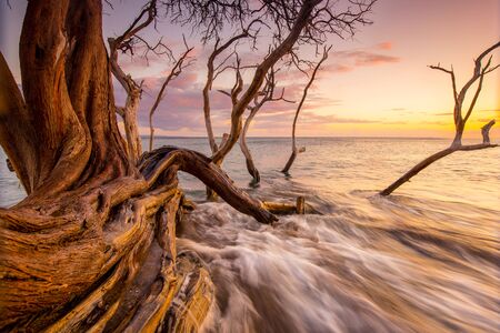 fallen tree into ocean