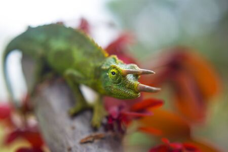 chameleonの写真素材