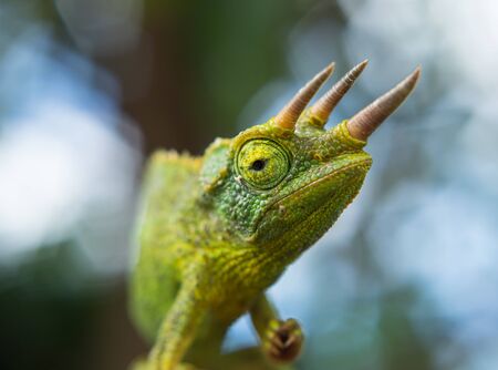 Chameleonの写真素材