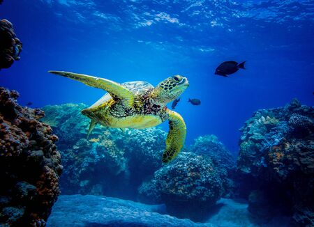turtle swimsの写真素材