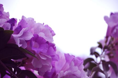 Silang, Cavite, Philippines, August 5, 2010: The Garlic Vine and its flowers. This plant is called the Garlic Vine since its leaves smells like garlic when crushedのeditorial素材