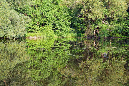 Different trees and grass are mirroring in the waterの写真素材