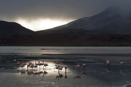 Dancing Flamingos in a laguna in Bolivian high landsの写真素材