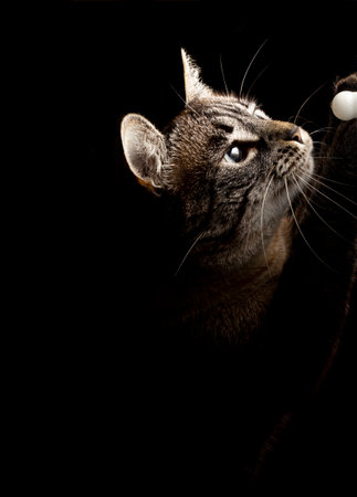 Curious domestic cat isolated in a black background. Low light in head and selective focus.の写真素材