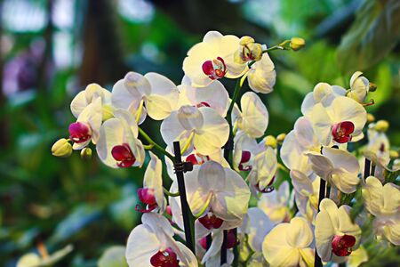 blooming flowers closeup in summerの写真素材