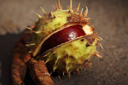 Chestnut in shellの写真素材