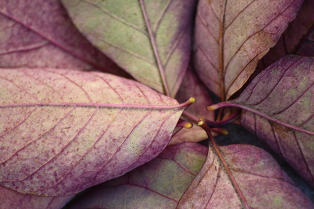Purple colour autumn leaves