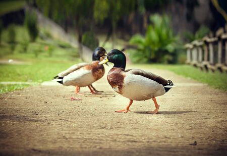 Duck Crossingの写真素材