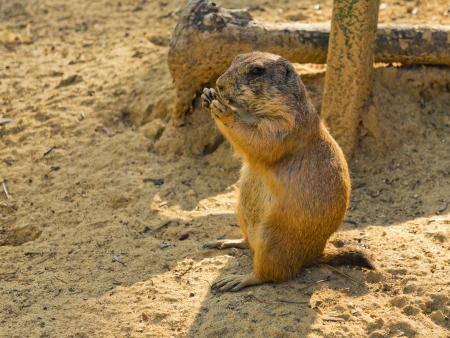 Prairie dog eating somethingの写真素材