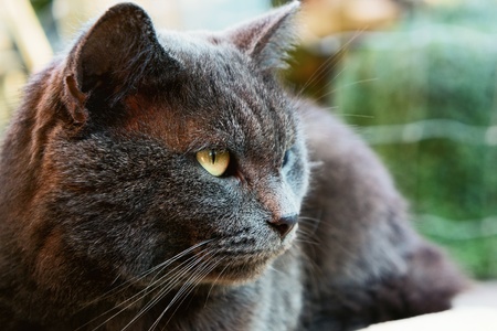 Domestic catの写真素材