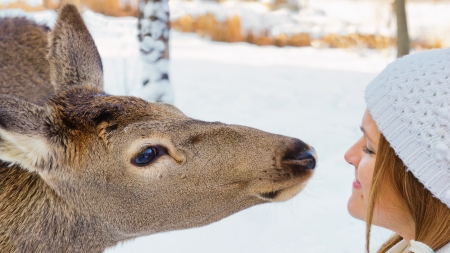 A stag interested to a young womanの写真素材