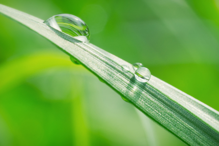 Water drops on the grassの写真素材