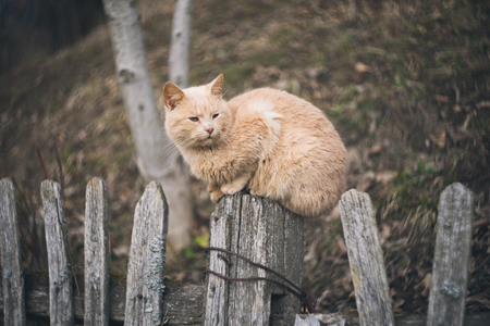 Vintage style photo from a domestic cat on old fence.With custom white balance and color filters. This image was created with rare and special lens with unique vintage "swirly bokeh"の写真素材