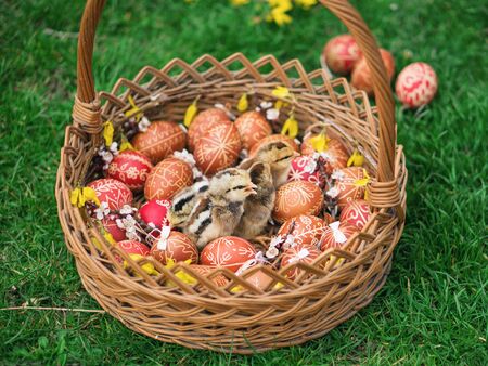 Outdoor photos from Easter Eggs with cute young chickens in a basket