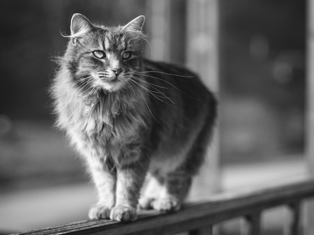 Vintage style outdoor photos from the beautiful domestic catの写真素材