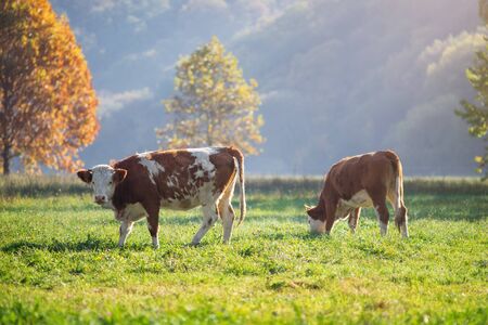 Cows graze on the green fieldの写真素材
