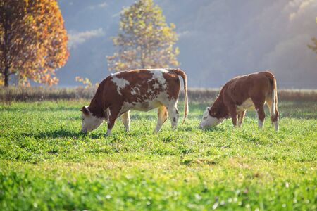 Cows graze on the green fieldの写真素材