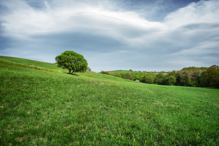 Hill with a tree, in overcast weatherの写真素材