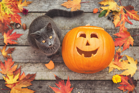 Halloween pumpkin with a cute little cat and autumn leafsの写真素材