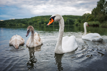 Swan family in the lakeの写真素材