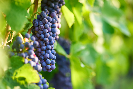 Grapes on the vineの写真素材