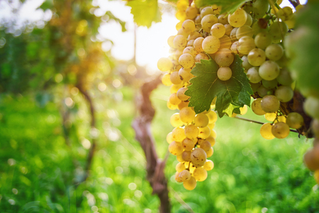 Grapes on the vineの写真素材