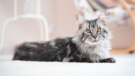 Beautiful Maine Coon cat in a bright roomの写真素材