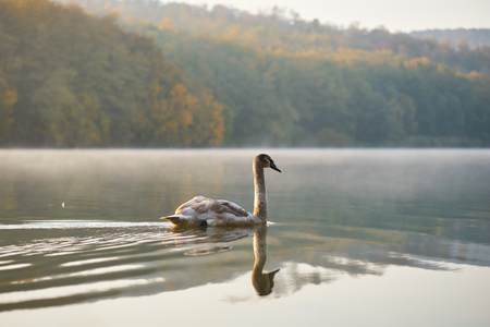 Swan swimming in the lakeの写真素材