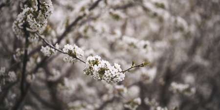 Flower Blossom at springの写真素材
