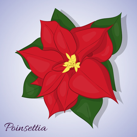 Red poinsettia flower on blue background. Christmas Star. Simple cartoon style. Vector illustrationのイラスト素材