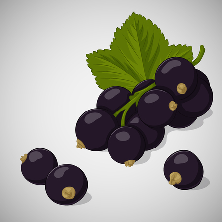 Bright juicy Black Currant on grey background. Sweet delicious for your design in cartoon style. Vector illustration. Berries Collection.のイラスト素材