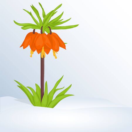 Beautiful spring background with Fritillaria Imperialis in snow. Greeting cards congratulations with spring or Women's Day.のイラスト素材