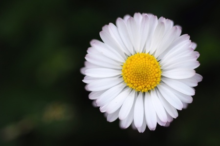 daisy macroの写真素材