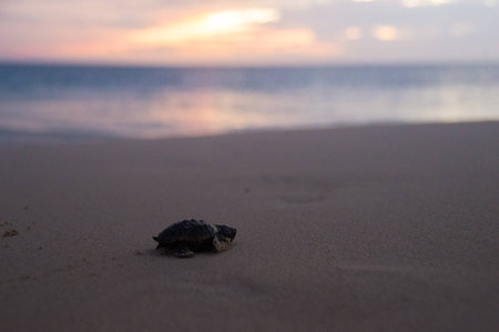 Baby turtle walking to life