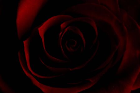 Red Roseの写真素材